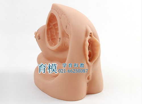 女性内外生殖器及导尿模型