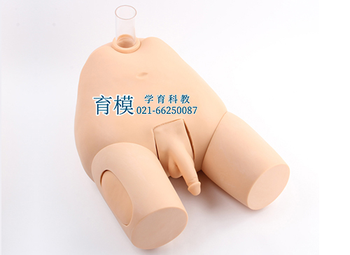 高级男性膀胱穿刺模型