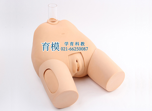 高级女性膀胱穿刺模型