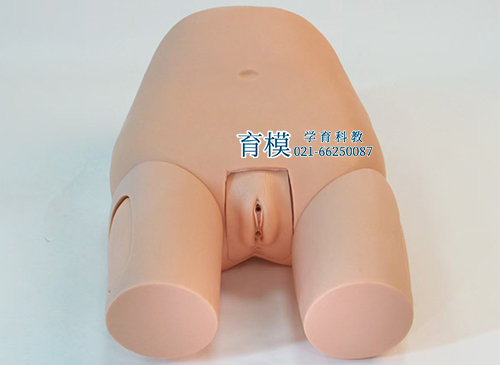 高级子宫底检查评定模型