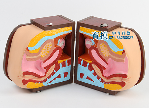 高级女性避孕器指导模型