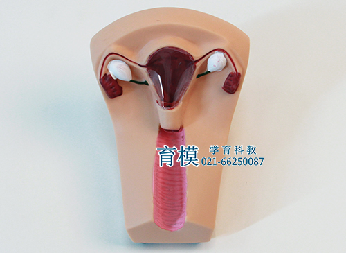 女性宫内避孕器及训练模型