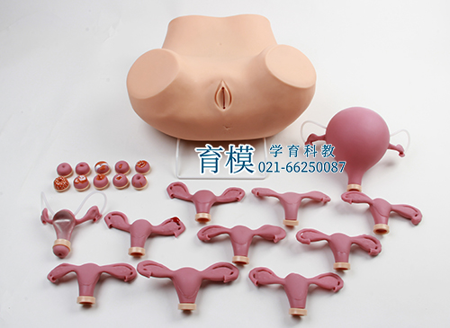 高级妇科检查模型