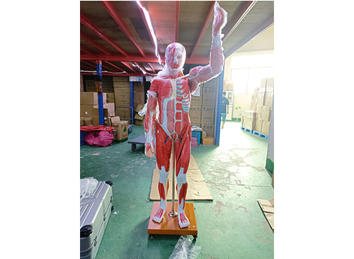 人体全身肌肉附内脏模型