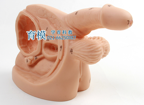 男性内外生殖器及导尿模型