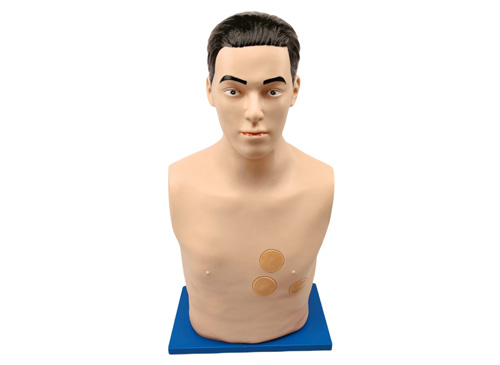 心包穿刺与心内注射训练模型