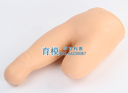 高级低位包扎模型_下肢包扎模型