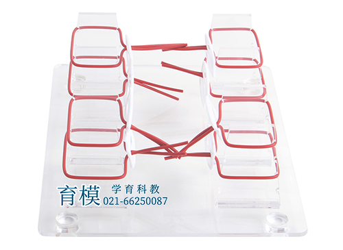 浅表打结技能训练模型