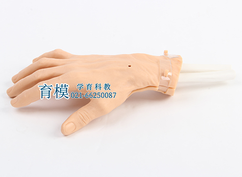 腕关节镜检查模型