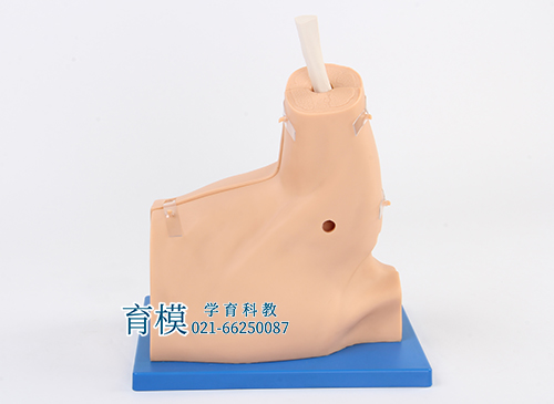 肩关节镜检查模型