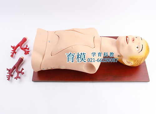 支气管内窥镜训练模型