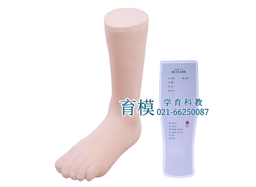 踝关节穿刺模型
